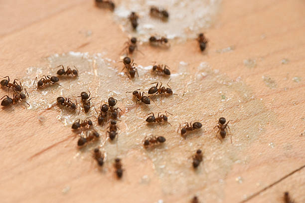 Best Ant Control Services  in Deville, AL