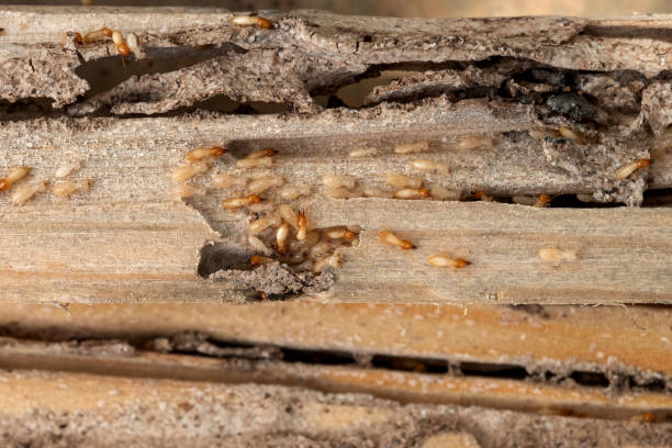 Best Affordable Pest Control Services  in Deville, AL